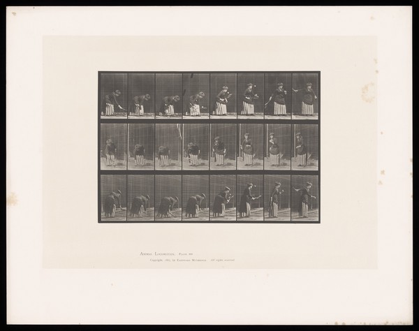 A clothed woman bends to scoop up a ball with a tennis racquet held in her right hand, hits the ball upwards, catches it with her left hand then swings the racquet back behind her. Collotype after Eadweard Muybridge, 1887.