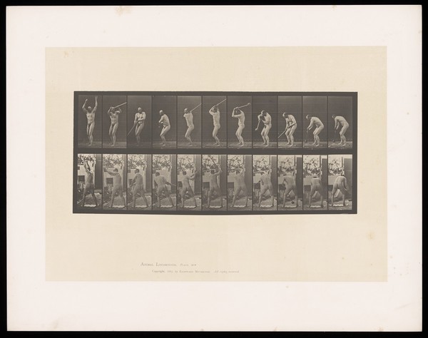A naked man lifts a hammer, swings it round his body and throws it away to his left. Collotype after Eadweard Muybridge, 1887.