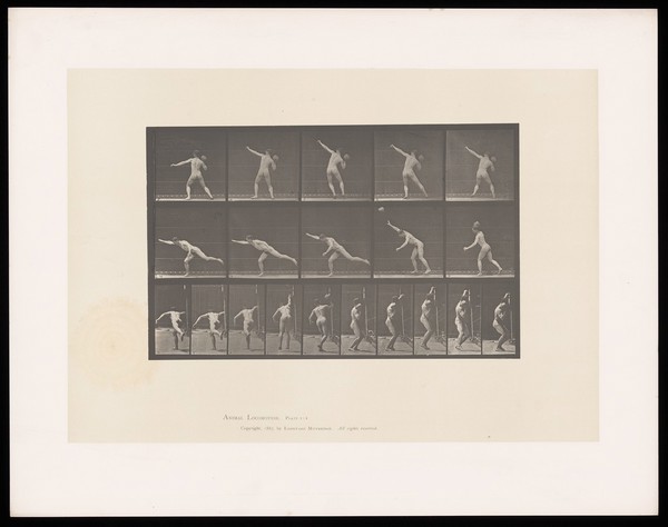 A naked man throws a rock with his right hand, briefly jumping as he does, landing on his right leg, leaning forwards, his left leg and right arm stretched out. Collotype after Eadweard Muybridge, 1887.