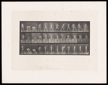 A man in a posing pouch bends, picks up a rock, lifts it to shoulder height, throws it with his right hand, staggers slightly onto his right leg then stands. Collotype after Eadweard Muybridge, 1887.