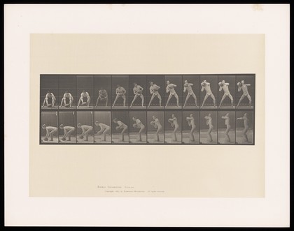 A man in a posing pouch bends, picks up a rock, lifts it to shoulder height and supports it with his right hand. Collotype after Eadweard Muybridge, 1887.