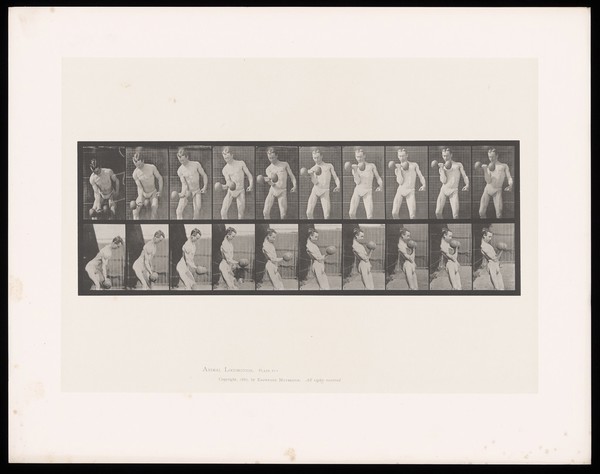 A man in a posing pouch holds a dumb-bell in his right hand, straightening up as he raises it from knee height to shoulder height. Collotype after Eadweard Muybridge, 1887.