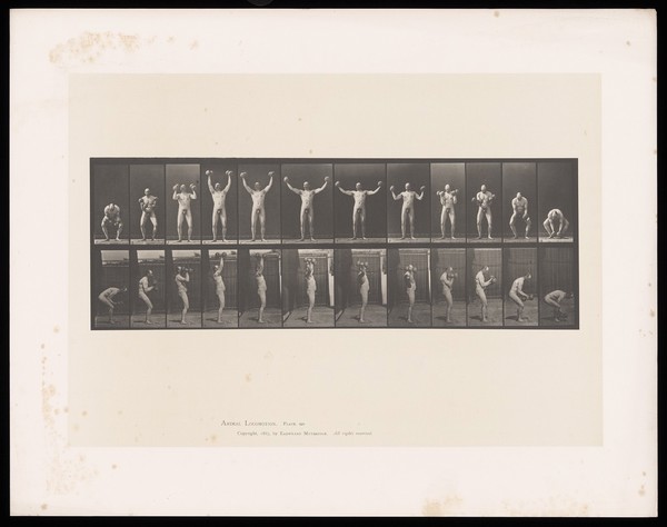 A bending man in a posing pouch raises two dumb-bells from knee height to above his head, lowers them to his shoulders then bends to place them on the ground. Collotype after Eadweard Muybridge, 1887.