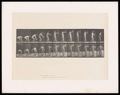 A naked man crouches, picks up a dumb-bell from the ground in his right hand, straightens, raising it to head height, holding it at arm's length from his body then lowers it to his waist. Collotype after Eadweard Muybridge, 1887.