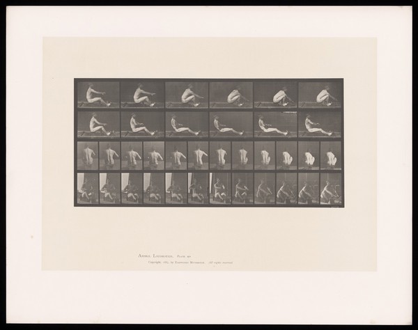 A naked man sits on a rowing machine and rows. Collotype after Eadweard Muybridge, 1887.