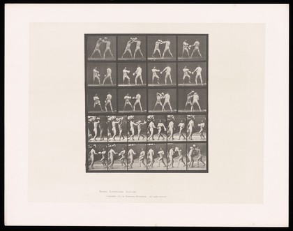 Two men in posing pouches and boxing gloves stand, facing one another, arms raised, exchanging blows. Collotype after Eadweard Muybridge, 1887.