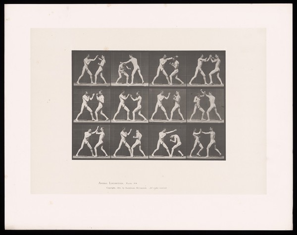Two men in posing pouches face one another and exchange, parry and dodge blows. Collotype after Eadweard Muybridge, 1887.