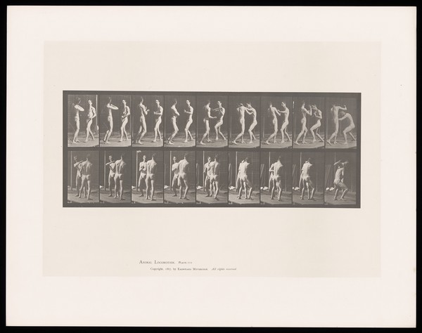 Two men in posing pouches face one another and exchange, parry and dodge blows. Collotype after Eadweard Muybridge, 1887.