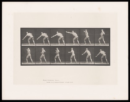 A naked man throws a punch with his left hand, lowers his arm, brings it back behind him, turning as he does so. Collotype after Eadweard Muybridge, 1887.