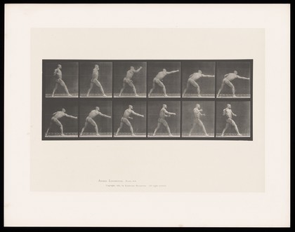 A naked man throws a punch with his right hand then brings his arm back behind him. Collotype after Eadweard Muybridge, 1887.