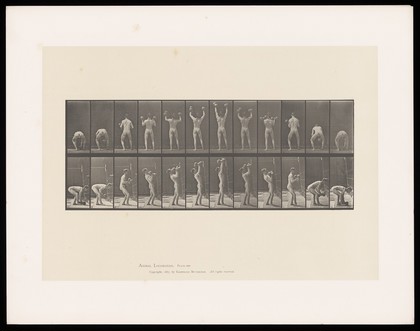 A man in a posing pouch bends, picks up a dumb-bell in each hand, lifts them above his head then lowers them to the ground. Collotype after Eadweard Muybridge, 1887.