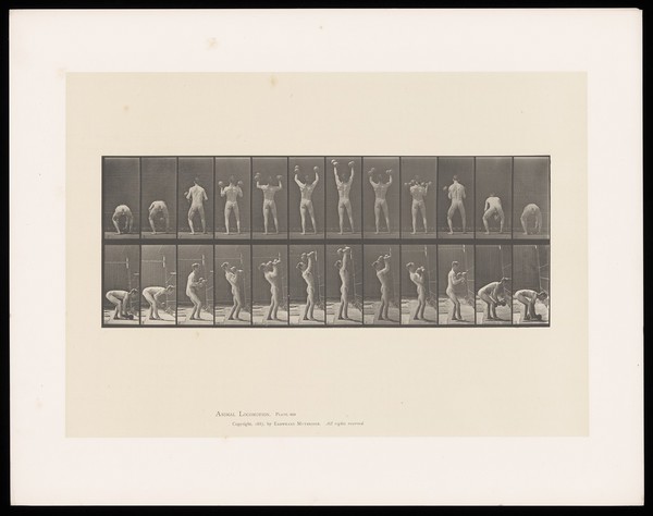 A man in a posing pouch bends, picks up a dumb-bell in each hand, lifts them above his head then lowers them to the ground. Collotype after Eadweard Muybridge, 1887.
