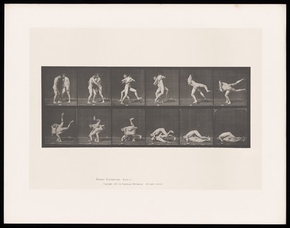 Two naked men face one another and grapple: one lifts the other, swinging him round his body on to the ground then lowers himself on top of him. Collotype after Eadweard Muybridge, 1887.