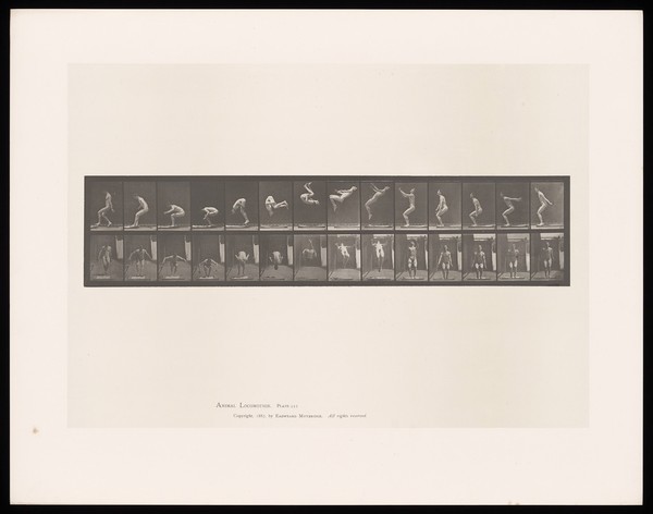 A naked man jumps from a standing position, somersaults backwards and lands on his feet. Collotype after Eadweard Muybridge, 1887.