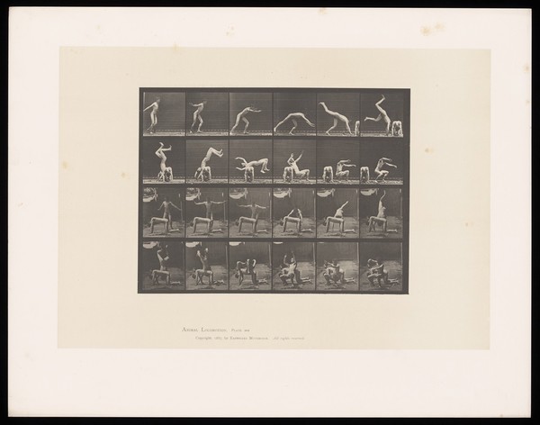 A naked man performs a handspring over another naked man on his hands and knees, landing on his feet. Collotype after Eadweard Muybridge, 1887.