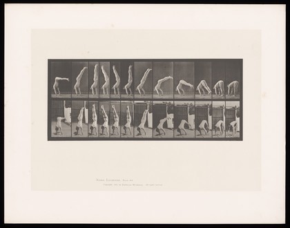 A man in a posing pouch bends over, performs a handstand then lowers his legs to a horizontal position. Collotype after Eadweard Muybridge, 1887.