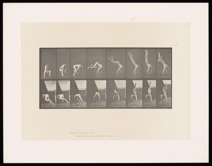 A man in a posing pouch performs a handstand from a seated position on a chair. Collotype after Eadweard Muybridge, 1887.