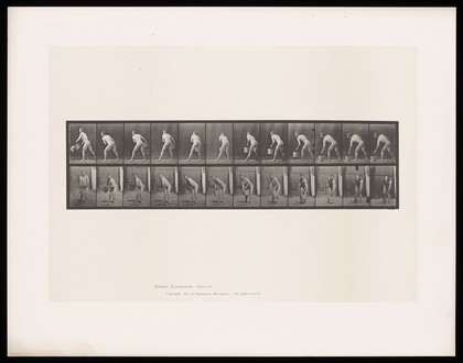 A naked man picks up a bucket of water and spills it. Collotype after Eadweard Muybridge, 1887.