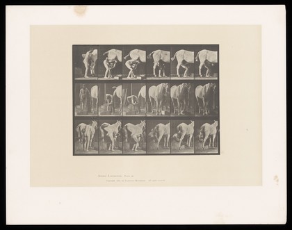 A naked man shoes a horse. Collotype after Eadweard Muybridge, 1887.