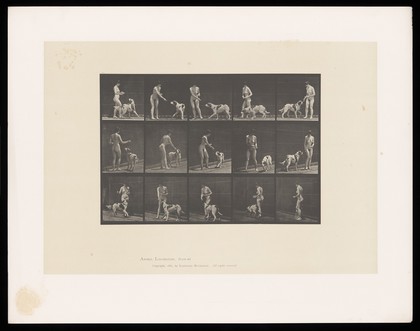 A naked woman feeds a dog. Collotype after Eadweard Muybridge, 1887.