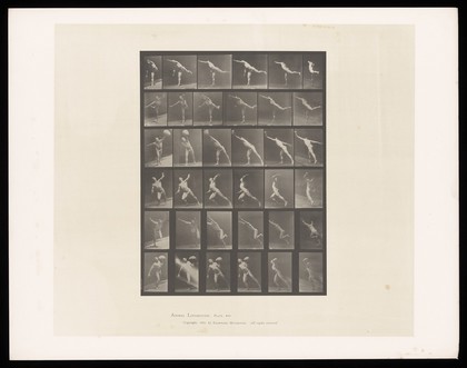 A naked man throws things. Collotype after Eadweard Muybridge, 1887.