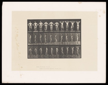 A naked man clasps his hands behind his head. Collotype after Eadweard Muybridge, 1887.