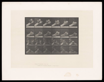 Two hands, clasping one another. Collotype after Eadweard Muybridge, 1887.