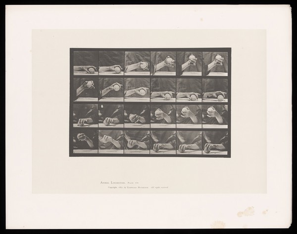 A hand lifts a ball. Collotype after Eadweard Muybridge, 1887.