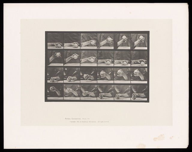 A hand lifts a ball. Collotype after Eadweard Muybridge, 1887.
