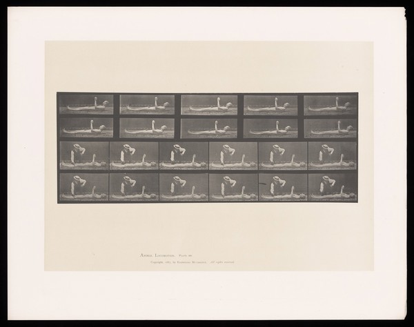 A naked man lying down with raised left arm and head. A clothed man taps his knee. Collotype after Eadweard Muybridge, 1887.