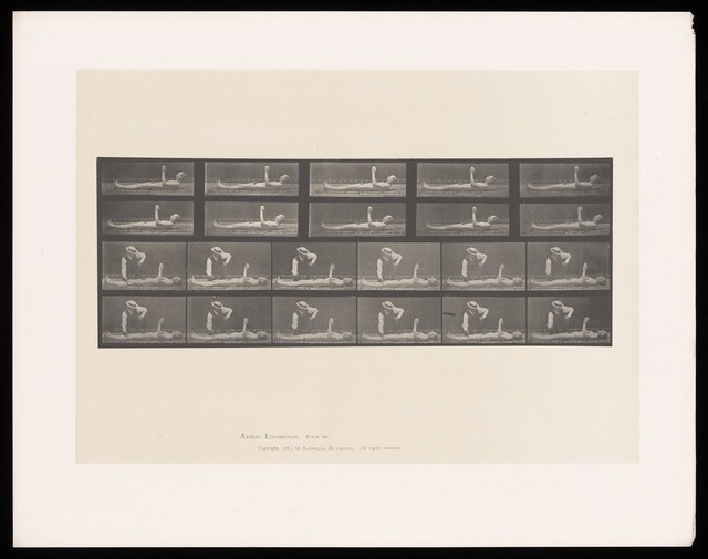 A naked man lying down with raised left arm and head. A clothed man taps his knee. Collotype after Eadweard Muybridge, 1887.