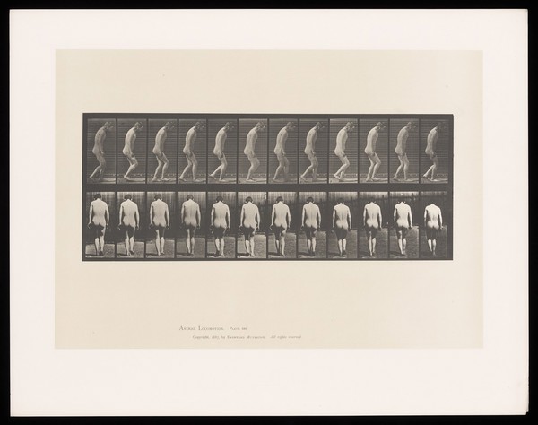 A naked man walks, slightly stooping. Collotype after Eadweard Muybridge, 1887.