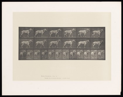 A horse walking, pulling something. Collotype after Eadweard Muybridge, 1887.