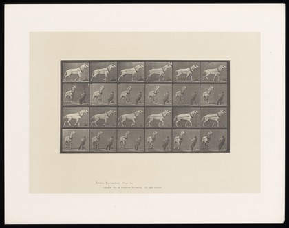 A horse walking, pulling something, a man pulling on its reins. Collotype after Eadweard Muybridge, 1887.