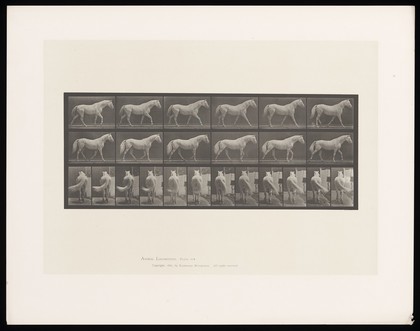 A horse walking. Collotype after Eadweard Muybridge, 1887.