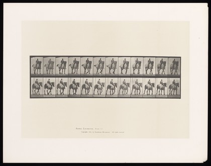 A clothed man rides a horse bareback. Collotype after Eadweard Muybridge, 1887.