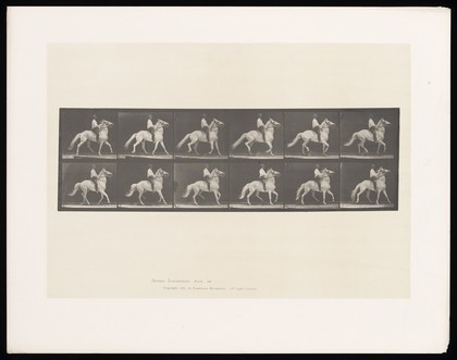 A clothed man riding a horse bareback. Collotype after Eadweard Muybridge, 1887.