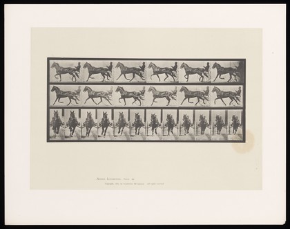 A clothed man driving a two-wheeled, horse-drawn 'sulky'. Collotype after Eadweard Muybridge, 1887.