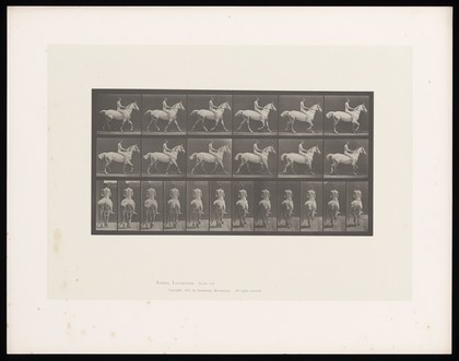 A naked man riding a horse bareback. Collotype after Eadweard Muybridge, 1887.