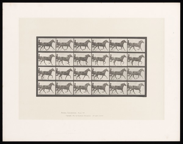 A clothed man driving a two-wheeled, horse-drawn 'sulky'. Collotype after Eadweard Muybridge, 1887.