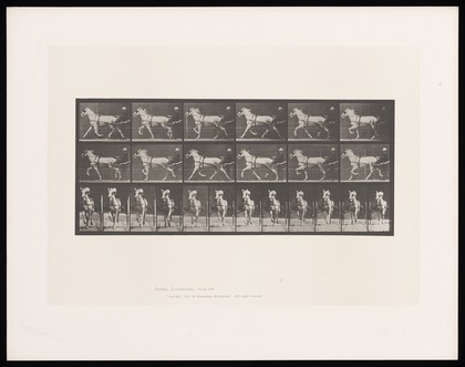 A clothed man driving a two-wheeled, horse-drawn 'sulky'. Collotype after Eadweard Muybridge, 1887.