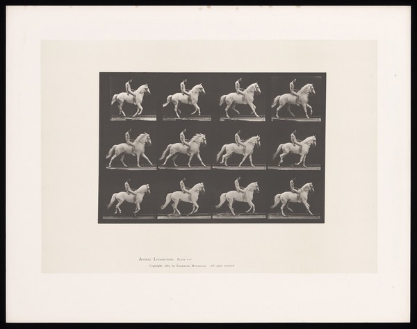 A naked man riding a horse bareback. Collotype after Eadweard Muybridge, 1887.