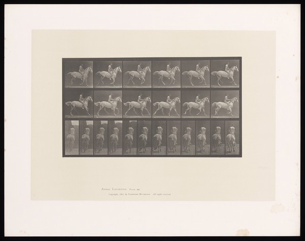 A naked man riding a saddled horse. Collotype after Eadweard Muybridge, 1887.