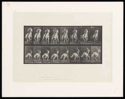 A clothed man riding a saddled horse. Collotype after Eadweard Muybridge, 1887.