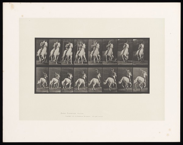 A clothed man riding a saddled horse. Collotype after Eadweard Muybridge, 1887.