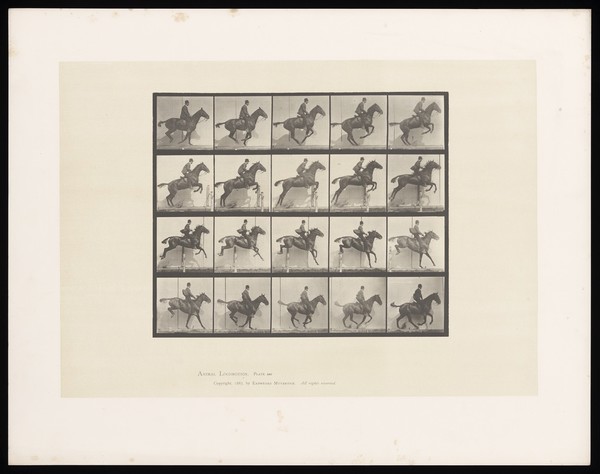A clothed man riding a saddled horse jumps a hurdle. Collotype after Eadweard Muybridge, 1887.