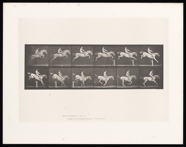 A naked man riding a horse bareback jumps a hurdle. Collotype after Eadweard Muybridge, 1887.