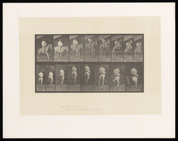 A clothed man riding a saddled horse jumps a hurdle. Collotype after Eadweard Muybridge, 1887.