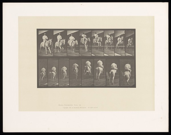 A clothed man riding a saddled horse jumps a hurdle and knocks it down. Collotype after Eadweard Muybridge, 1887.