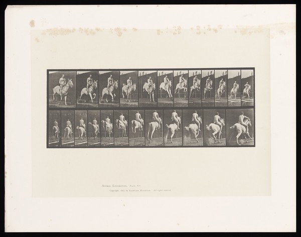 A naked man riding a saddled horse jumps a hurdle. Collotype after Eadweard Muybridge, 1887.